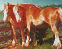 Kim Starr - Belgian Horses