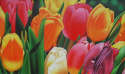 Robin Robinson - Spring Tulips